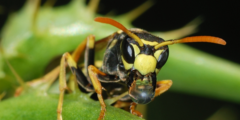 Kompleksowe usługi DDD