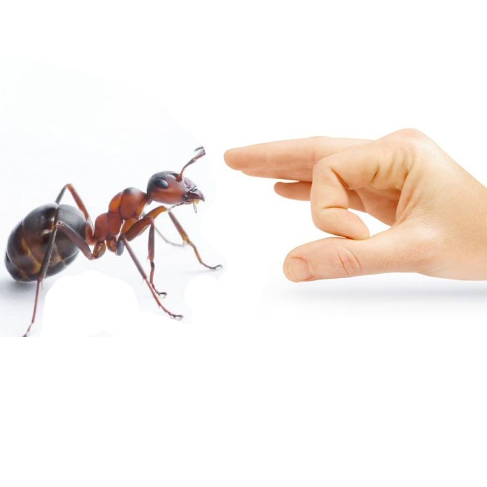 likwidowanie mrówek władysławowo